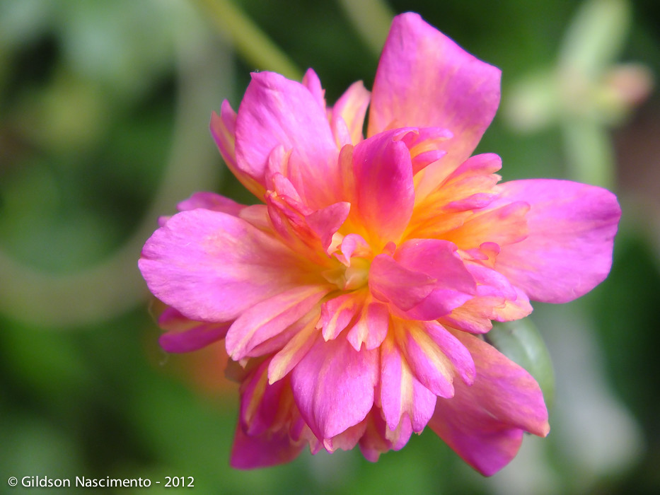 Onze-horas (Portulaca grandiflora) | Do jardim na casa dos m… | Flickr