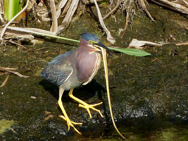 Greenie (Green Heron) eating a ribbon snake at GreenCay today - I have never seen such a small heron swallow a long snake - it took him a very long time to get it all down - then he looked really funny with this huge bulge in his throat and whole chest.