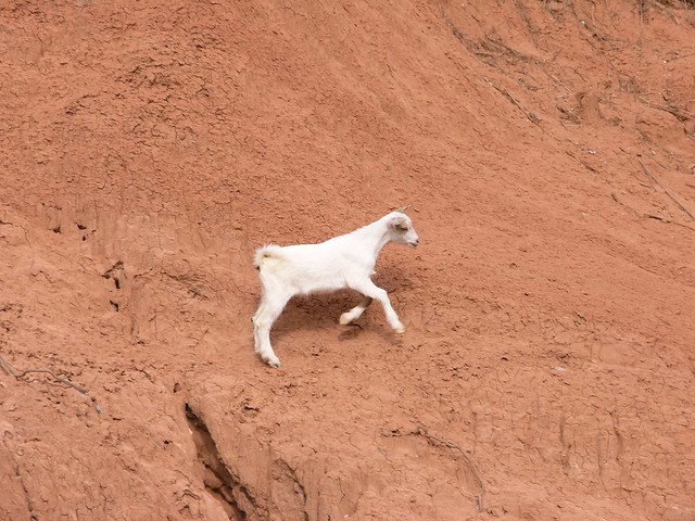Small goat - Cabrita corriendo, Departamento de Tarija, Bolivia