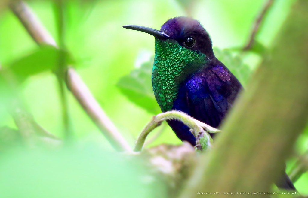 Violet-crowned Woodnymph (Thalurania colombica), Explored