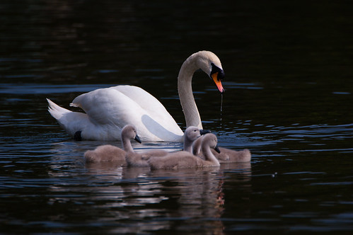Swans and cygnets preening while afloat