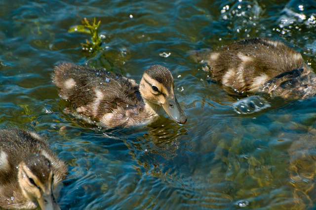 Mallard Ducklings (Anas platyrhynchos)