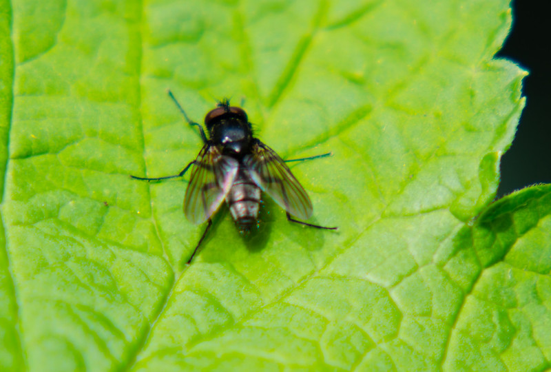 Fly on a leaf