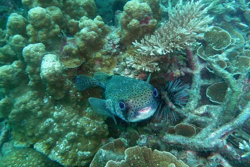 Diving Malesia