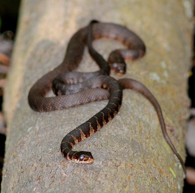 Baby Northern Water Snakes