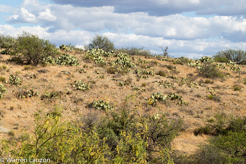 arizona cactus flower us unitedstates pricklypear blackcanyoncity
