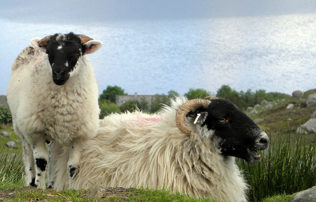 Hebridean black face sheep