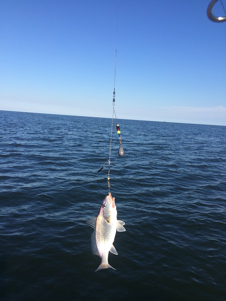 Croker Rigs Croaker | Photo courtesy of Darren, 123 Fishing Rigs | Maryland ...