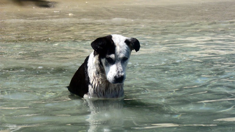 Perro en playa pescando