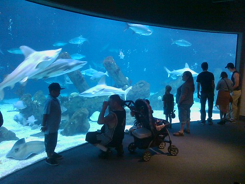 At the ABQ Biopark Aquarium | by insidious_plots