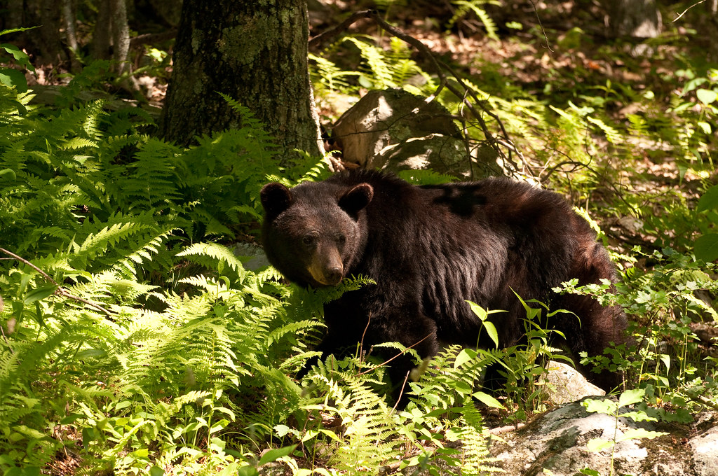 Bear Along Skyline Drive - Please click the link to reposted image below
