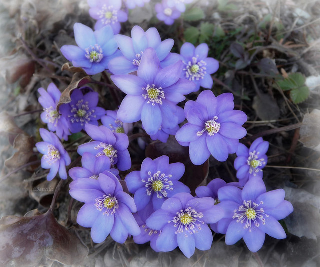 Spring flower - blue anemone (Hepatica).