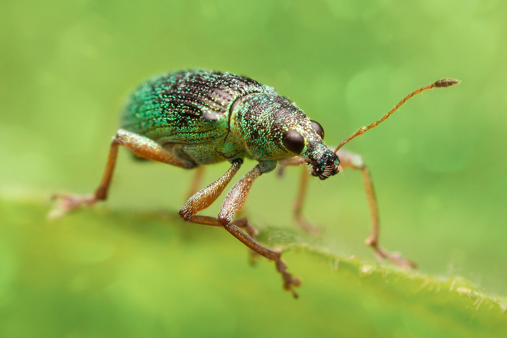 silver-green leaf weevil | silver-green leaf weevil (Phyllob… | Flickr