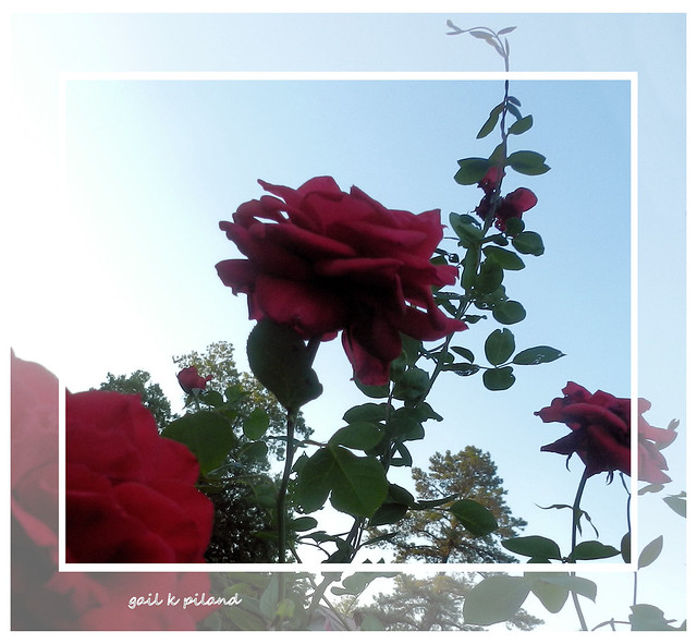 roses N the morning