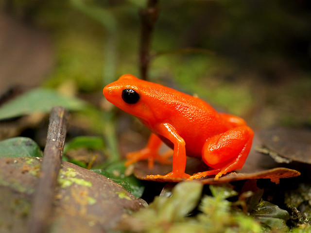 Golden Mantelle (Mantella aurantiaca), Torotorofotsy marshes, Madagascar