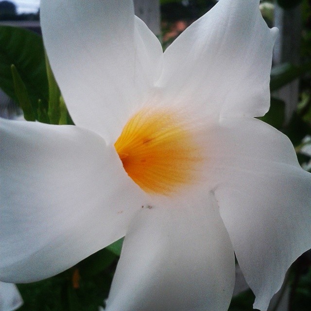 Alamanda branca in #Curitiba #flores #flowers #natureza #n… | Flickr
