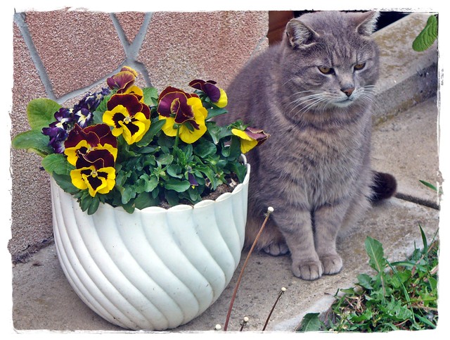Guard cat(((:-Őrző-védő cica