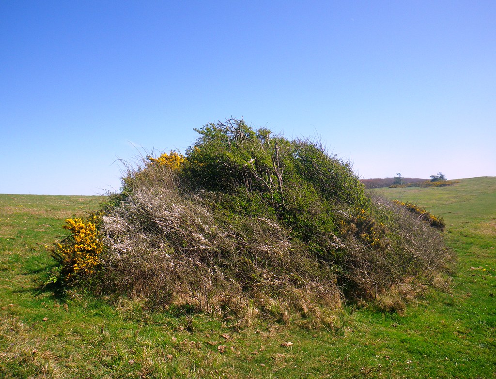 Clump of blackthorn, hawthorn and gorse, Isle of Wight