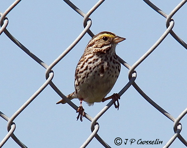 SONG SPARROW  |   MELOSPIZA MELODIA |   BRUANT CHANTEUR  |    MONTREAL  |   YUL  |  CYUL