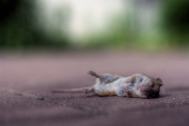 dead mouse