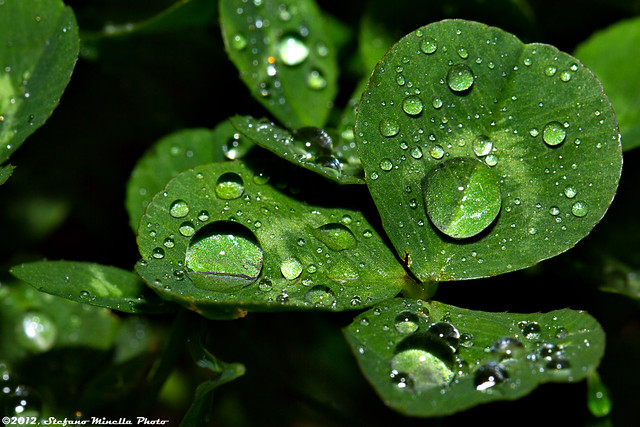 350/365 [365 Project] - Clover with Water Drops