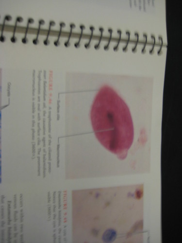 Micro Lab Protozoa 015 | by Microbiology26