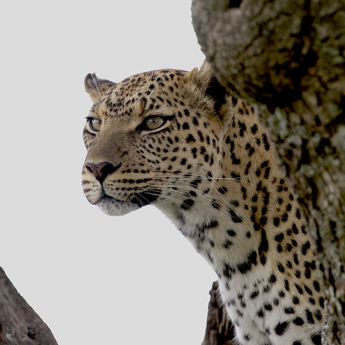 Mrs Chui by Wild Pixel Safaris