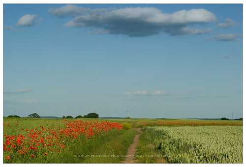 road sky green clouds landscape spring village polska farmland poppys