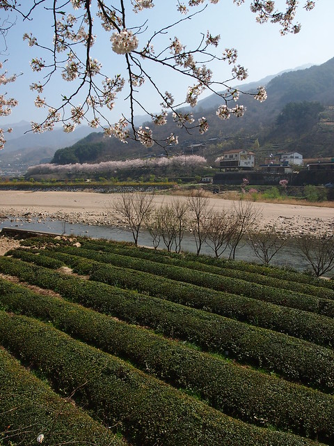 Green Tea Fields-Cherry Blossoms-Hadong-South Korea