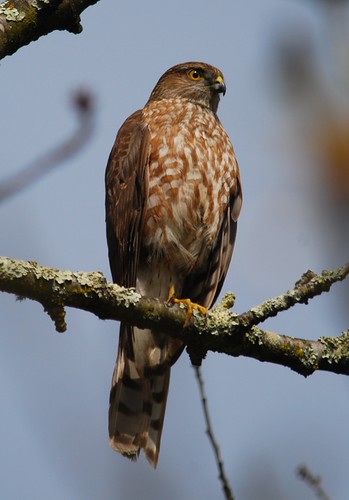 Sharp-shinned Hawk (Accipiter striatus) | by Iryna (SF Bay)
