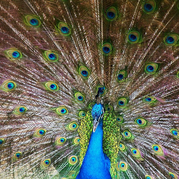 Peacock | Colorful