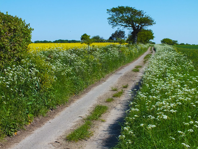 Lane near Felmingham
