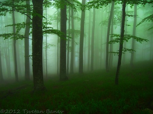 mountain fog forest bulgaria balkan staraplanina гора българия старапланина балкан