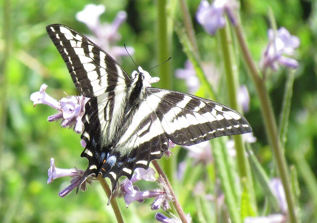 Pale Swallowtail, Papilio eurymedon