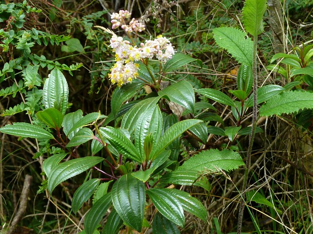 Miconia crocea, Melastomataceae