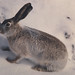 Flickr photo 'White-tailed jackrabbit' by: EOL Learning and Education Group.