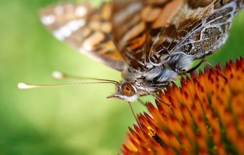 macro composite butterfly echinacea manhattan ks kansas kansasstateuniversity mpe65mm ksugardens 5dmarkiii kstategardens
