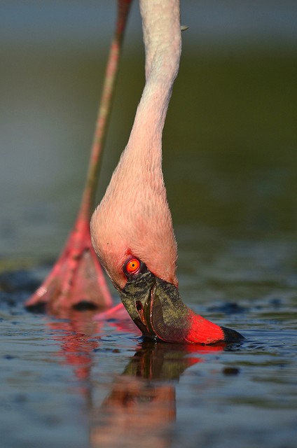 lessar flamingo