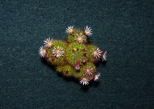 Mammillaria wildii species cactus