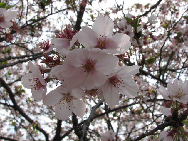 Chuo-Rinkan 中央林間 - Cherry Tree flower 桜の花