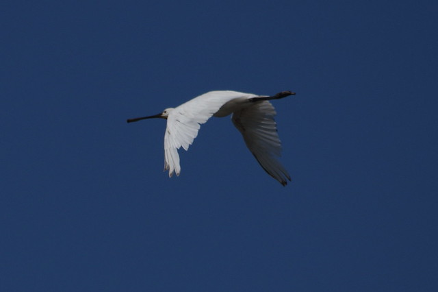 IMGP5888 Spoonbill, Titchwell, August 2015