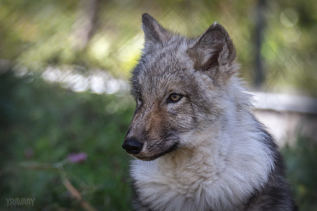 Loup Gris / Gray Wolf / canis lupus (juvenile) (♀)