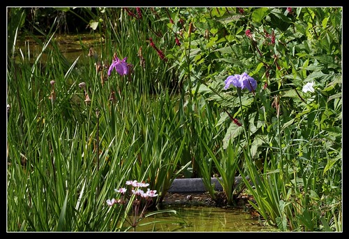 Iris ensata (= Iris kaempferi) - iris du Japon 22502070391_938dae9ccb