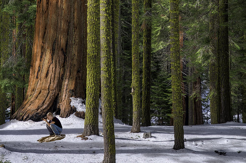 california redwoods sequoianationalpark unitedstates us trees sequoia photographer moss snow winter