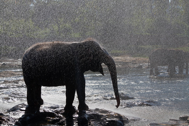 Elephant shower