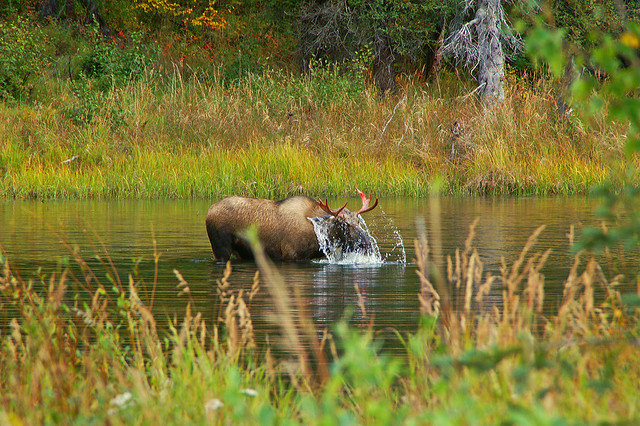 Young Bull Moose Pond