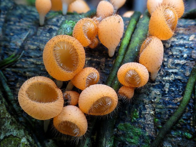 Hairy Orange Cup Fungus