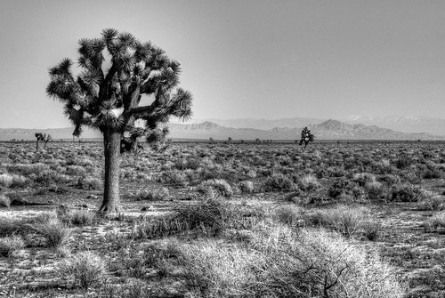 bw mountains landscape desert joshuatree