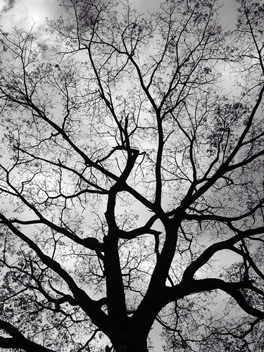 blackandwhite nature hojas colombia árbol siluet ramas