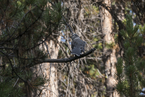 Gray Jay